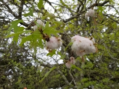 Callirhytis quercusoperator