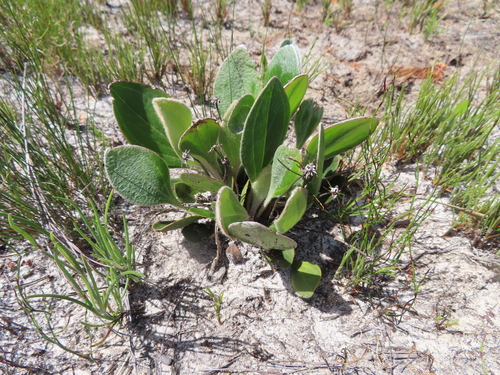 Image of Mairia coriacea by (c) linkie, some rights reserved (CC BY)