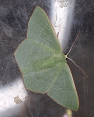 Pelagodes subquadraria