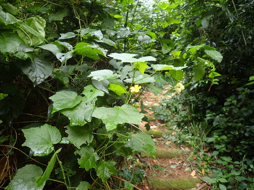 Abutilon grantii (Abutilon grantii)