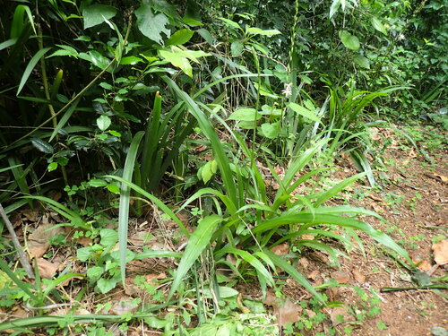 Chlorophytum bowkeri (Chlorophytum bowkeri)