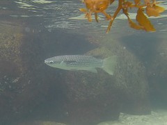 Ellochelon vaigiensis