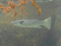 Ellochelon vaigiensis