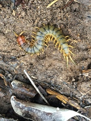 Cormocephalus monteithi