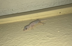 Hemidactylus mabouia