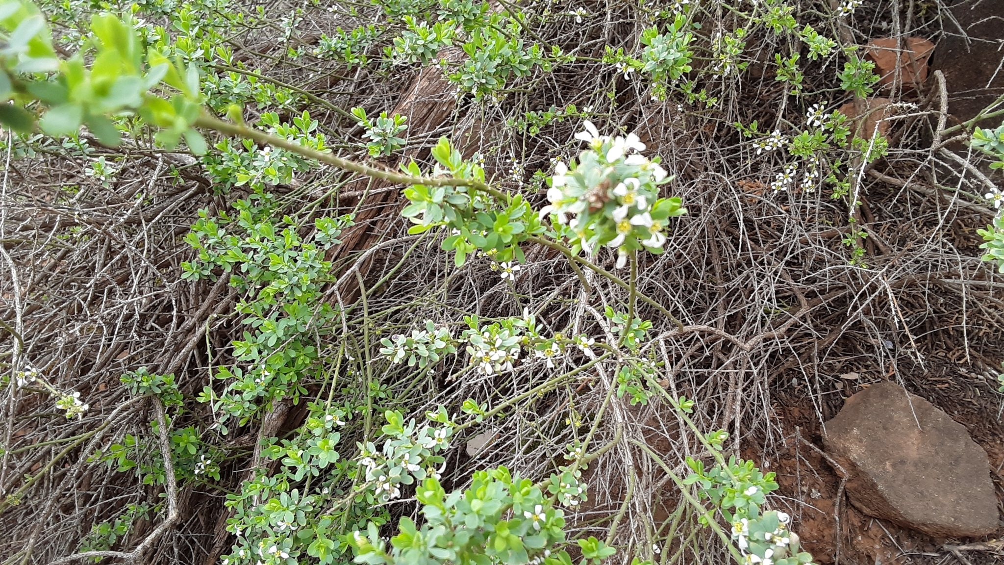 Glossopetalon spinescens var. planitierum