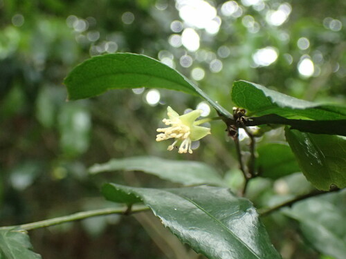 Image of Drypetes arguta by (c) Mahomed Desai, some rights reserved (CC BY)