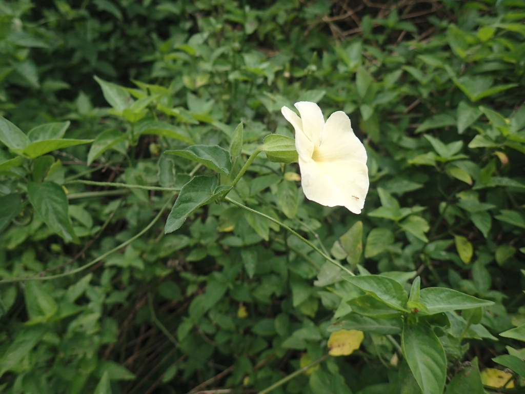 Thunbergia dregeana (Thunbergia dregeana)