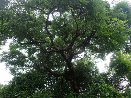 Commiphora harveyi