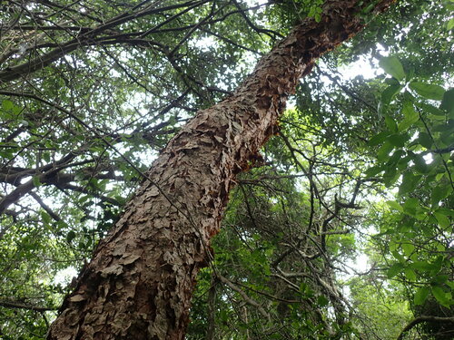 Commiphora harveyi