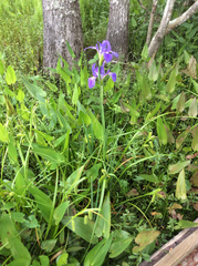 Iris giganticaerulea