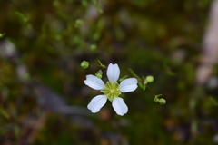 Mononeuria glabra