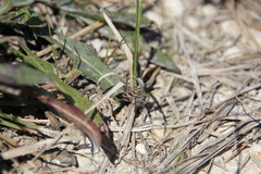 Epipagis forsythae