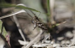 Epipagis forsythae