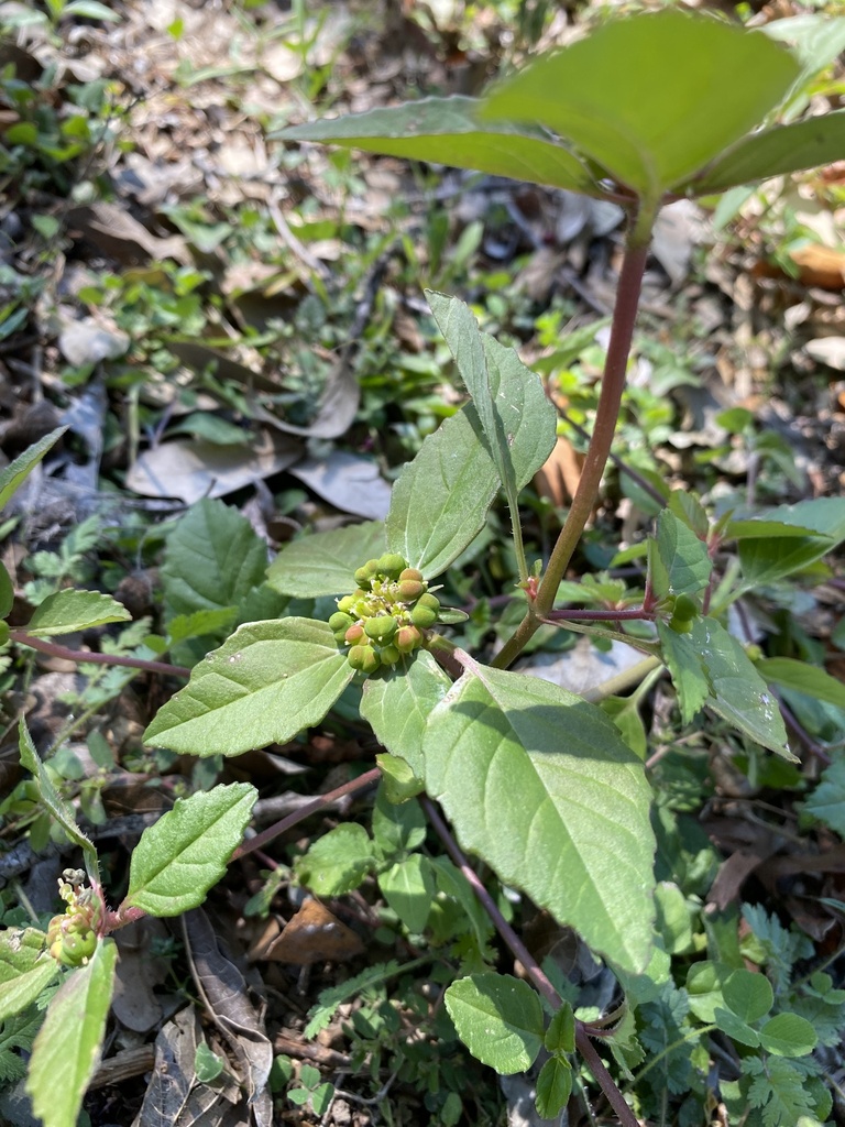 Euphorbia sect. Poinsettia from Bellaire Dr S, Fort Worth, TX, US on
