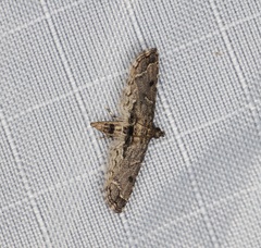 Sufetula