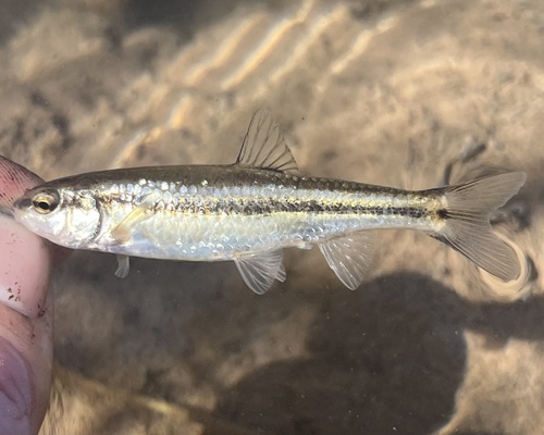 Roundnose Minnow