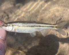 Roundnose Minnow photo 2
