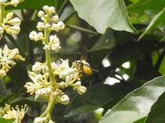 Megachile conjuncta