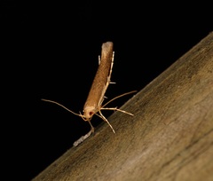 Pyroderces