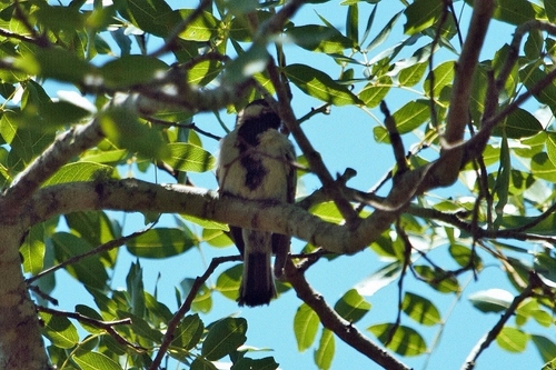 Miombo Tit (Melaniparus griseiventris), photo 9