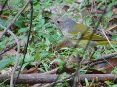 Setophaga petechia image