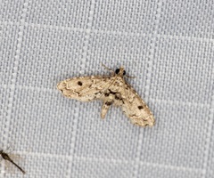 Sufetula