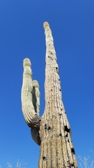 Carnegiea gigantea