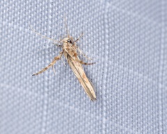 Stathmopoda stimulata