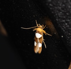 Stathmopoda diplaspis