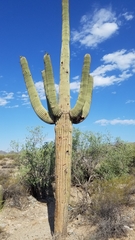 Carnegiea gigantea