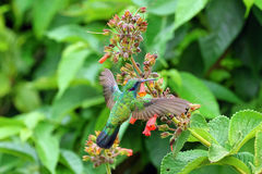 White-Vented Violetear photo 4