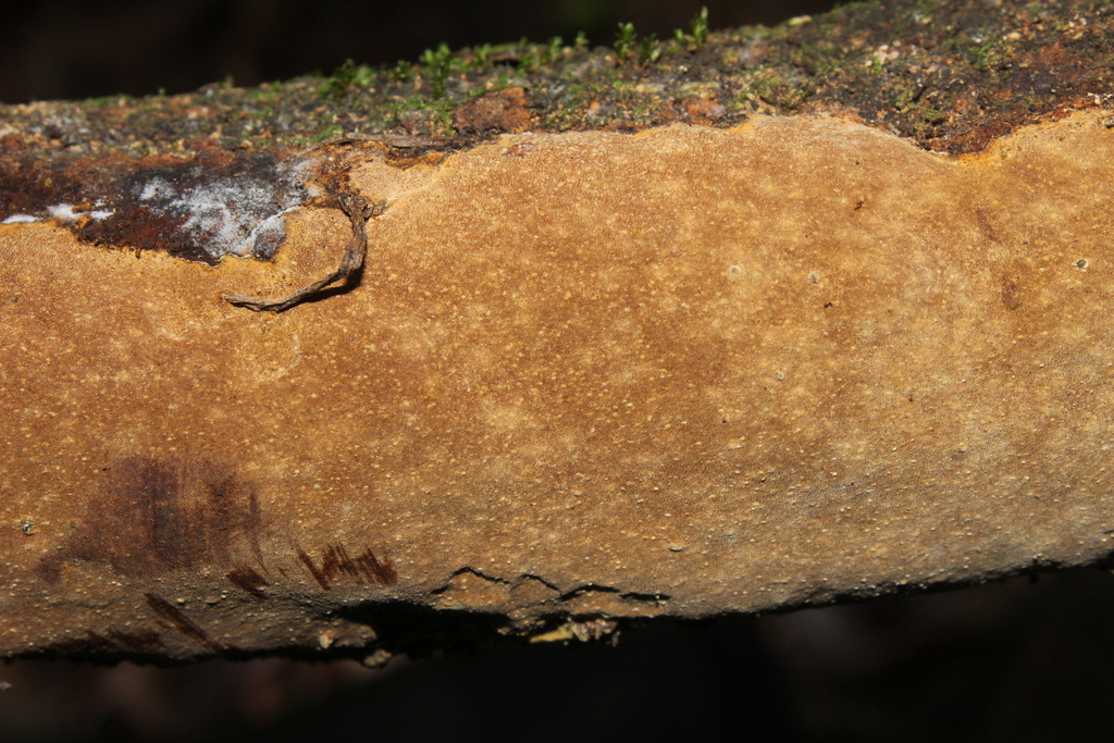 Tropicoporus tropicalis