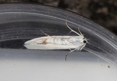 Scirpophaga praelata