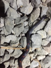 Gray Earth Snake