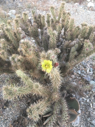 iNaturalist observation photo of chollas