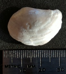 Heteroclidus punctatus