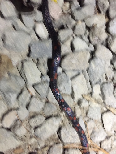 Gray Earth Snake
