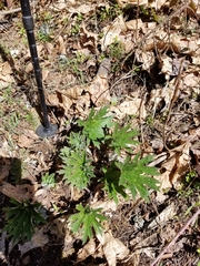 Cacaliopsis nardosmia