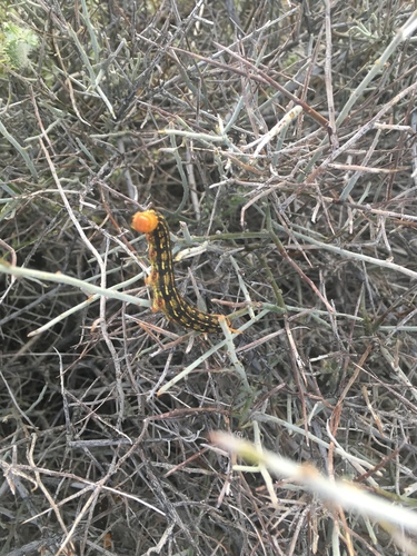 iNaturalist observation photo of White-lined Sphinx