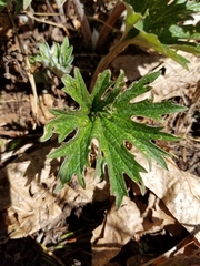 Cacaliopsis nardosmia