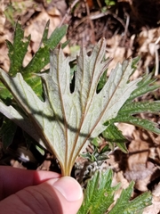 Cacaliopsis nardosmia