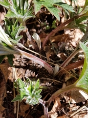 Cacaliopsis nardosmia