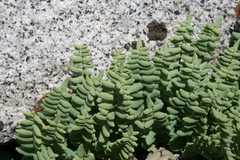 Pellaea bridgesii
