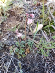 Lithophragma glabrum