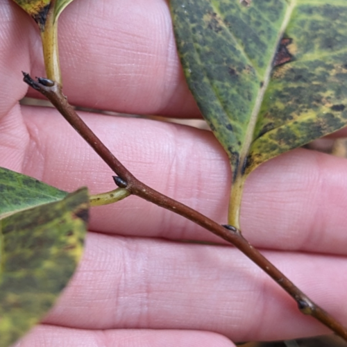 Wild persimmons