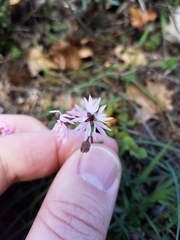 Lithophragma glabrum