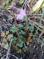 Lithophragma glabrum