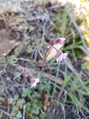 Lithophragma glabrum