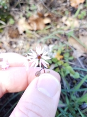 Lithophragma glabrum